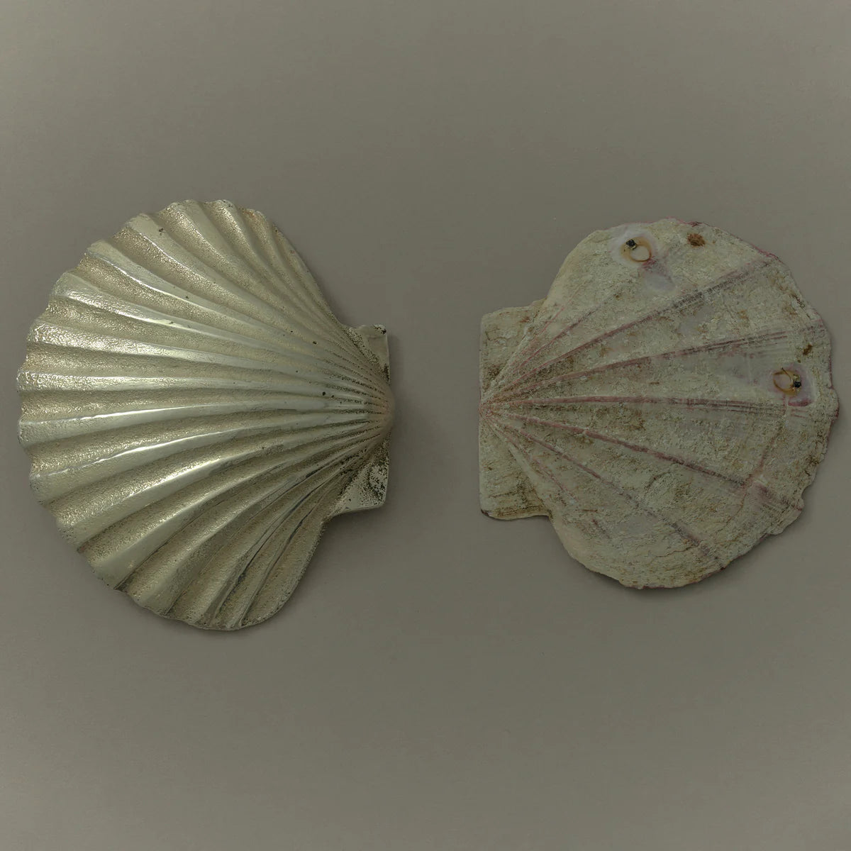 SCALLOP HOLDER - SILVER